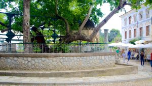 Read more about the article Hippocrates Plane Tree in Kos: A Living Testament to Medical History